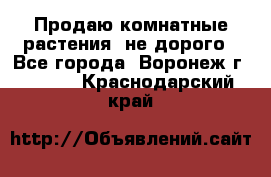 Продаю комнатные растения  не дорого - Все города, Воронеж г.  »    . Краснодарский край